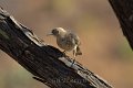 Curve-billed Thrasher 2011_07_17_1718